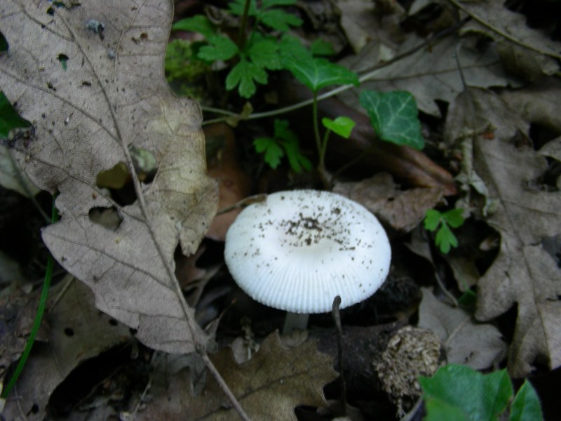 2) Fotografati  il 16.06.2012.sotto Quercia